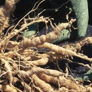 How to deal with tomato pests