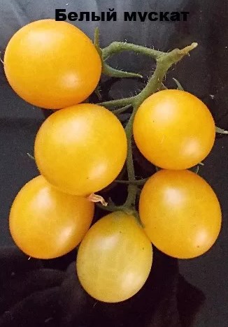 Top 25 sweetest tomato varieties and tips for choosing them for every gardener