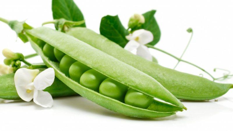 Biological features of peas, which are best known