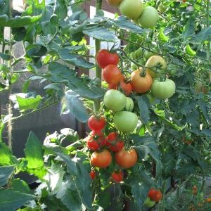 How to spray tomatoes for ovary