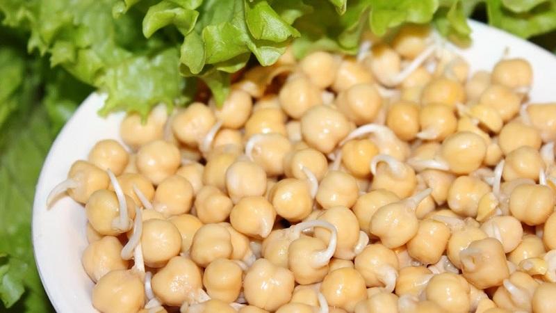 Why chickpeas are so good: benefits and harms for the body, methods of application and the best recipes