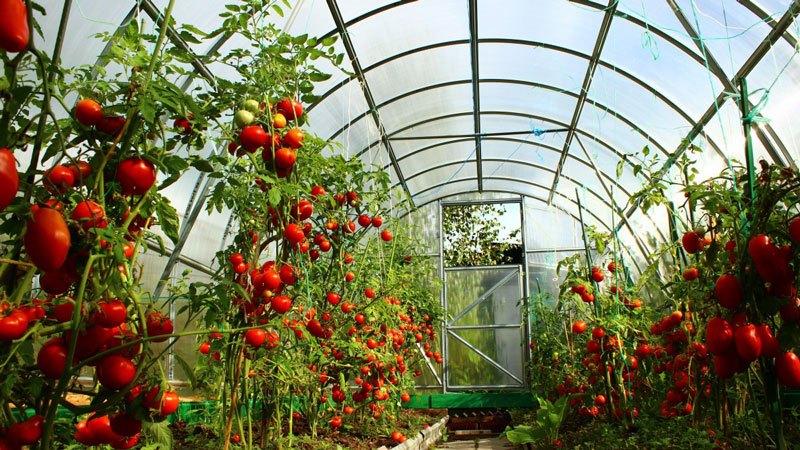 Why are Minusinsk tomatoes valuable?