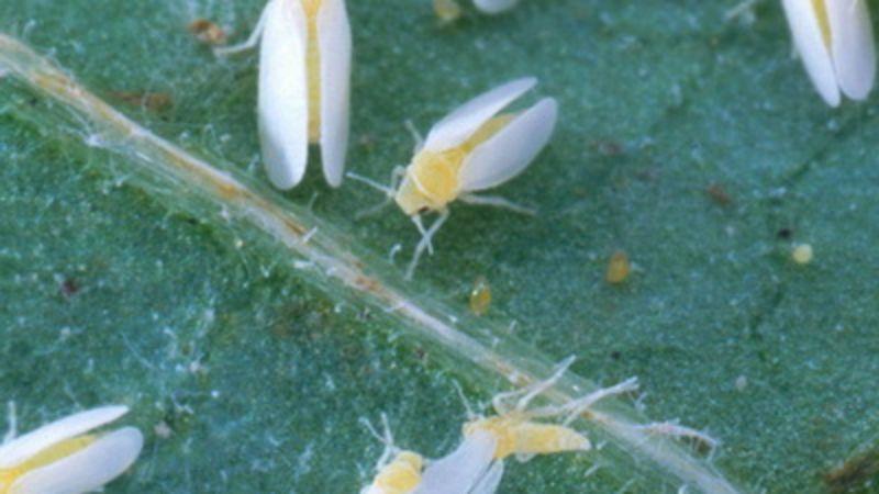 What to do if caterpillars are bred in tomatoes - popular ways to combat a pest