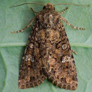 Pests and diseases of honeysuckle: signs of damage and methods of dealing with them