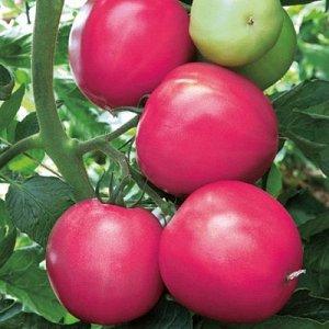 What vegetable growers say about Kalinka-Malinka tomato