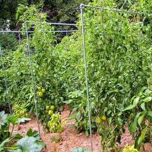 What vegetable growers say about Kalinka-Malinka tomato