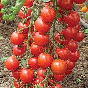 What are standard tomato varieties and which of them are considered the best among gardeners
