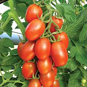 What are standard tomato varieties and which of them are considered the best among gardeners