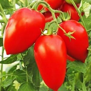 What are standard tomato varieties and which of them are considered the best among gardeners