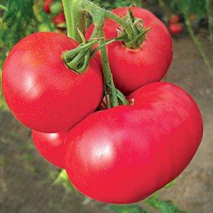 What are standard tomato varieties and which of them are considered the best among gardeners