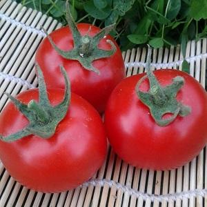 Advantages and disadvantages of Katya tomato