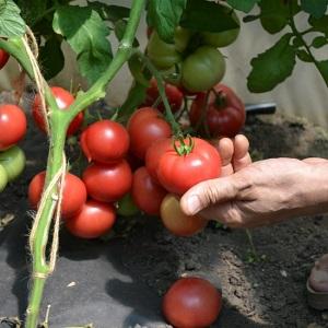 Advantages and disadvantages of Katya tomato