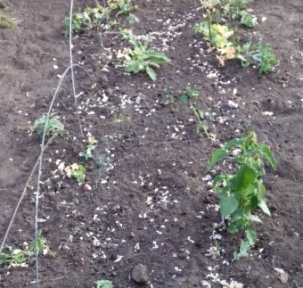 Useful tips for gardeners: what can be planted after peas and why it is so important to change the place of planting vegetables