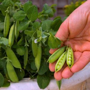 Instructions for beginner gardeners: how to plant peas correctly to get a rich harvest