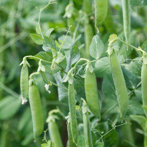 Instructions for beginner gardeners: how to plant peas correctly to get a rich harvest