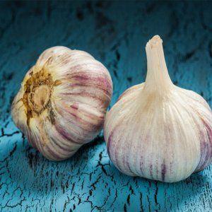 We study the problem thoroughly: garlic turns yellow in spring - what to do and how you can prevent it