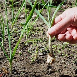 We study the problem thoroughly: garlic turns yellow in spring - what to do and how you can prevent it