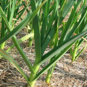 We study the problem thoroughly: garlic turns yellow in spring - what to do and how you can prevent it