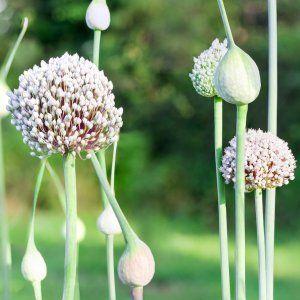 We study the problem thoroughly: garlic turns yellow in spring - what to do and how you can prevent it