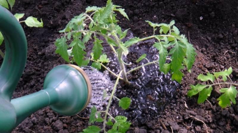 How often to water tomatoes in the heat to get a good harvest
