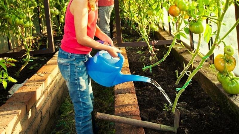 How often to water tomatoes in the heat to get a good harvest