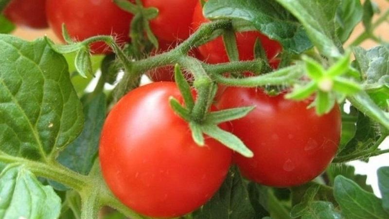 How often to water tomatoes in the heat to get a good harvest