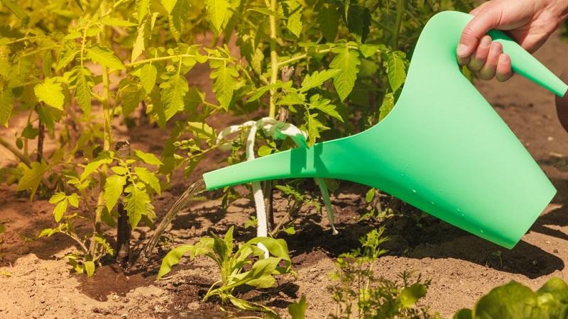 How often to water tomatoes in the heat to get a good harvest