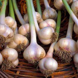 The simplest do-it-yourself preparations: storing garlic in glass jars - life hacks and important rules
