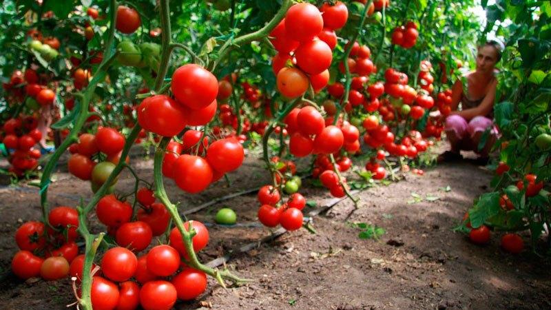 How to properly spray tomatoes with potassium permanganate