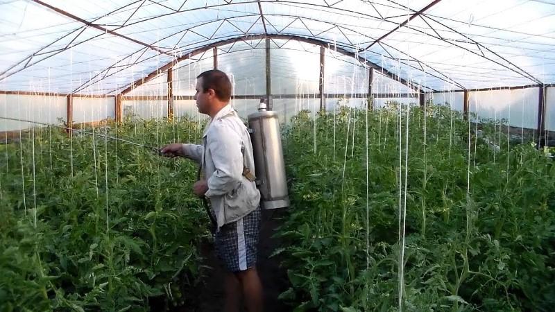 How to properly spray tomatoes with potassium permanganate