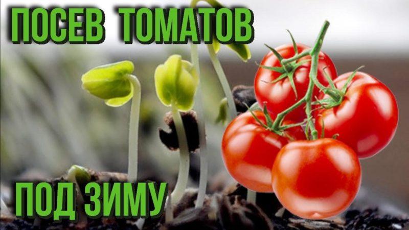 How to plant tomatoes before winter