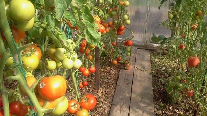 How to plant tomatoes before winter