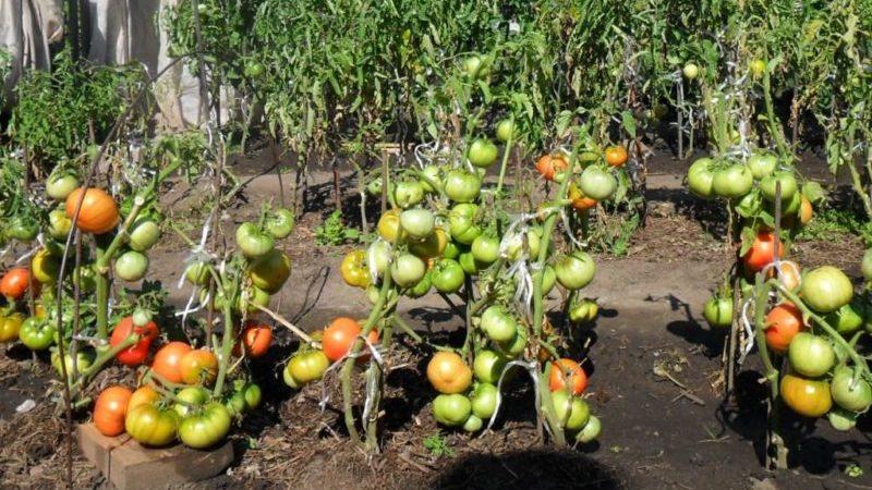 How to plant tomatoes before winter