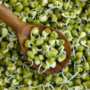 A practical guide on how to sprout peas from experienced summer residents