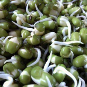 A practical guide on how to sprout peas from experienced summer residents