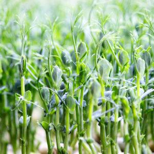 A practical guide on how to sprout peas from experienced summer residents