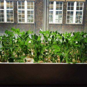 A practical guide on how to sprout peas from experienced summer residents