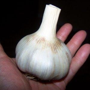 How to recognize spring and winter garlic: differences in varieties in appearance, taste and other characteristics
