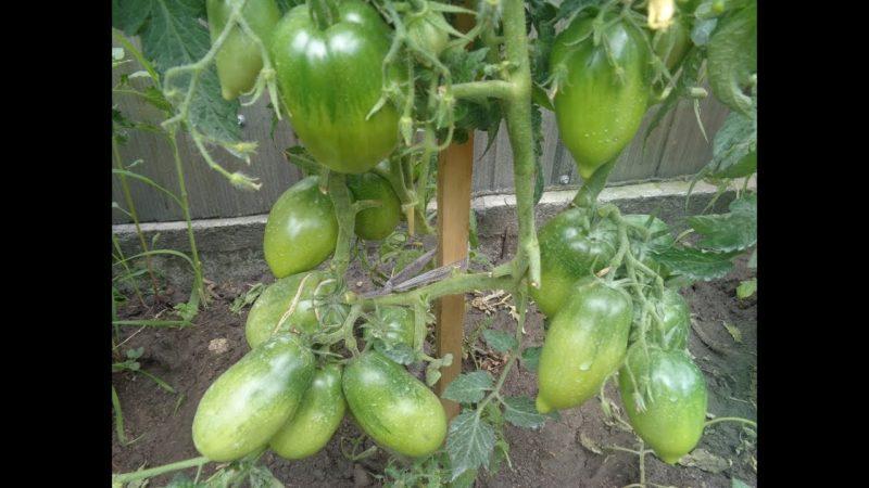 How to care for a tomato Petrusha gardener