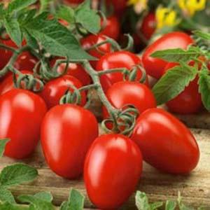 How to choose tomatoes for seedlings