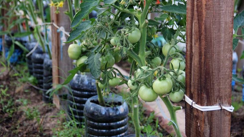How to grow and tie tall tomatoes