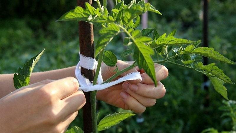 How to grow and tie tall tomatoes