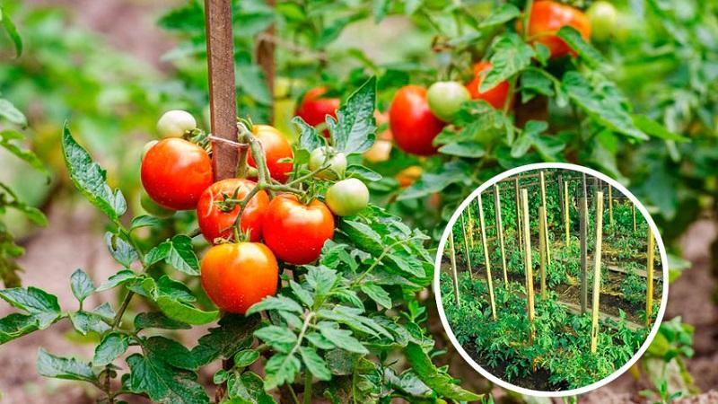 How to grow and tie tall tomatoes