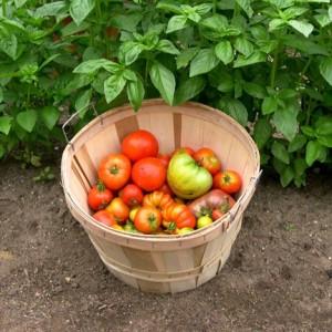How to grow Clusha tomatoes