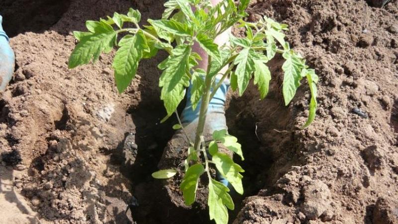 How to grow sweet tomatoes