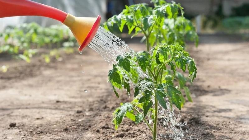 How to grow sweet tomatoes