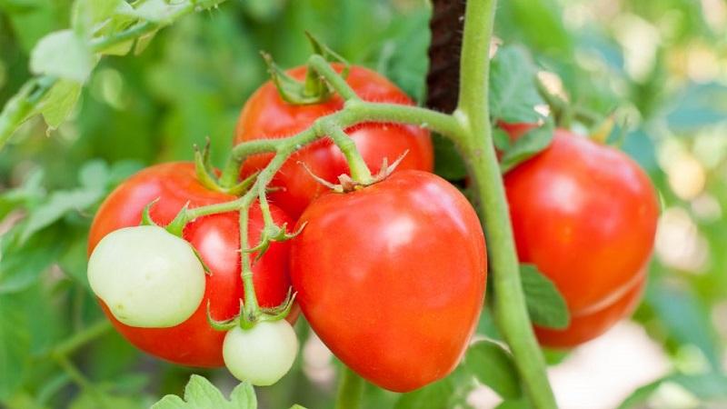 How to grow sweet tomatoes