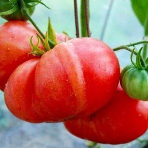 How to grow a Red giant tomato