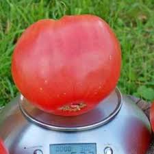 How to grow a Red giant tomato