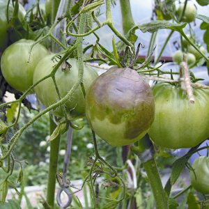 How to grow a Persimmon tomato on your site - tricks and tips from experienced gardeners